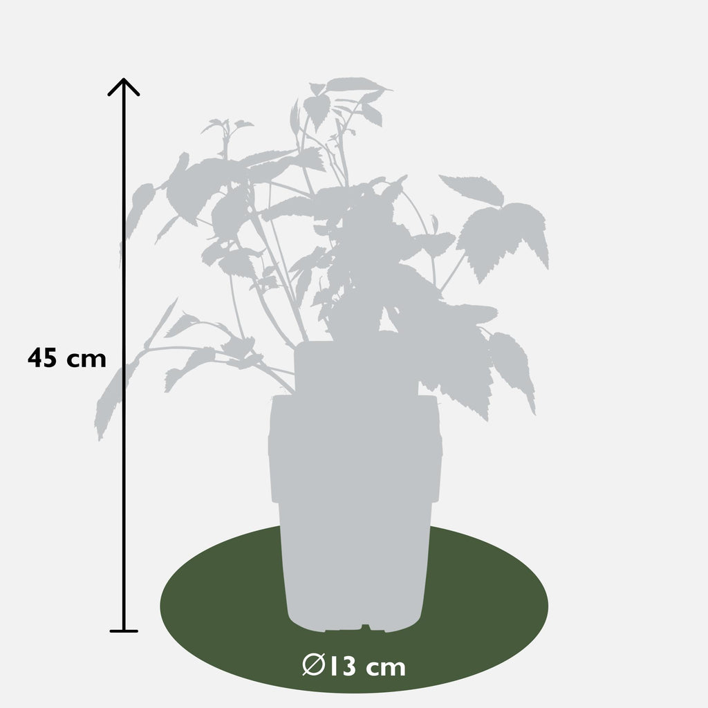 4x - Rubus 'Autumn' Mix - ↨45cm - Ø13