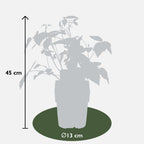 4x - Rubus 'Autumn' Mix - ↨45cm - Ø13