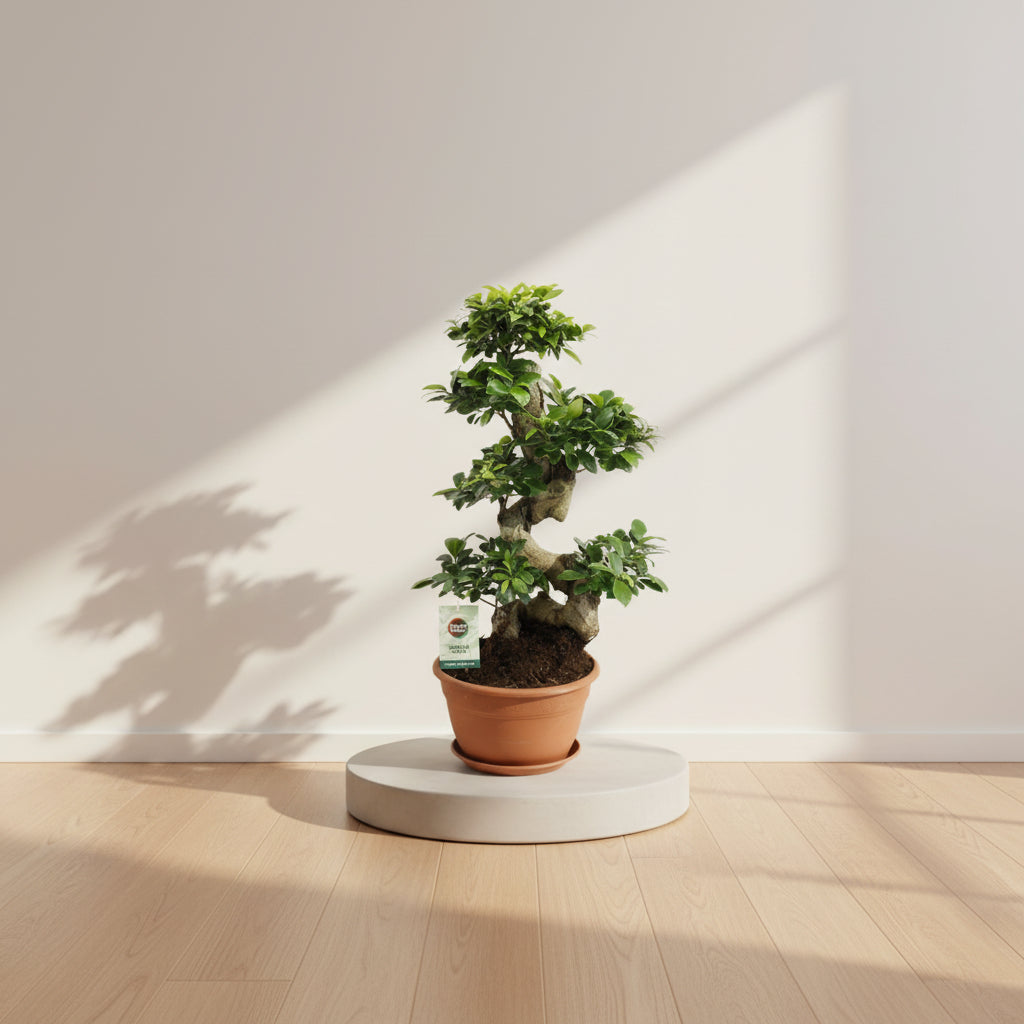 Ficus Ginseng - Ø27cm - ↕70cm