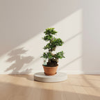 Ficus Ginseng - Ø27cm - ↕70cm