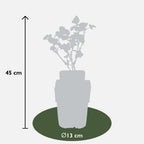 Rubus fruticosus 'Black Satin' - Doornloze Braam - Ø13cm - ↕45cm