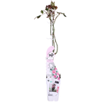 Rosa Crazy in love 'Pink' - Roze Roos - Ø15cm - ↕65cm