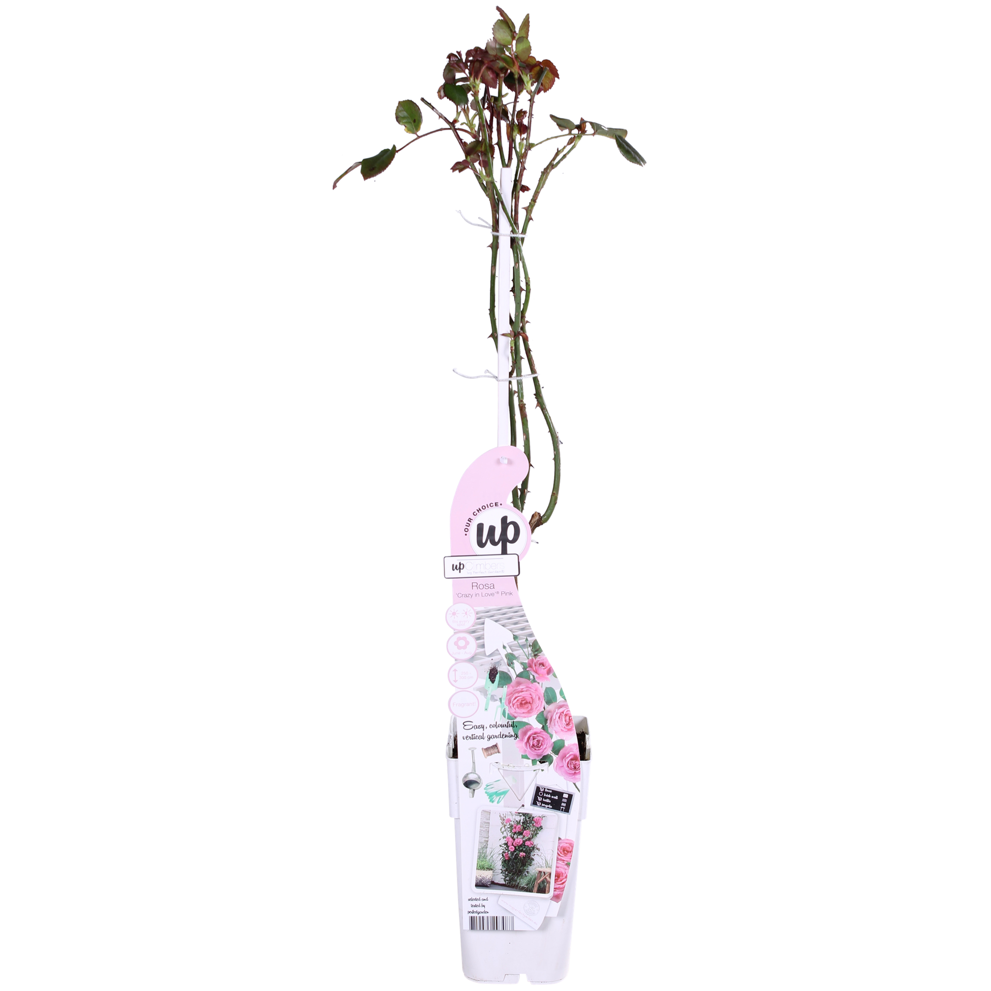 Rosa Crazy in love 'Pink' - Roze Roos - Ø15cm - ↕65cm