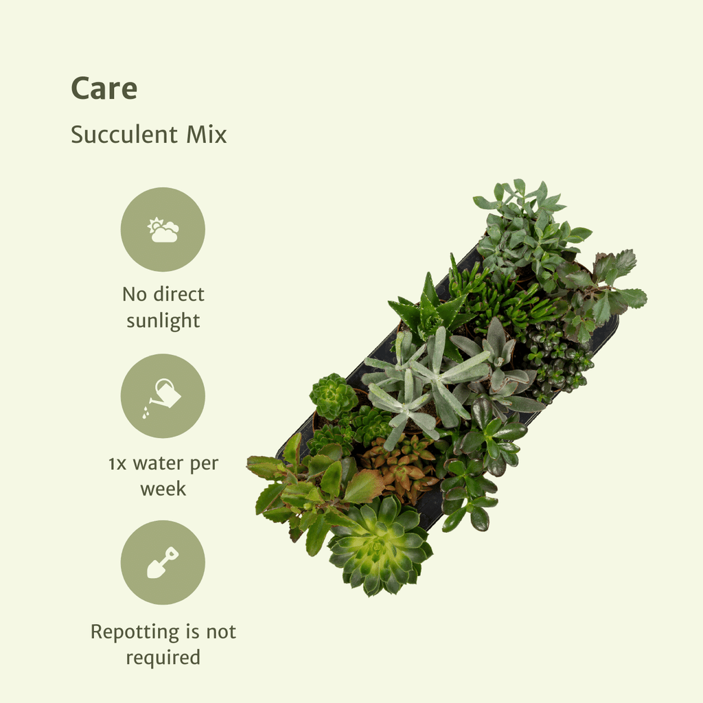 Succulenten Mix - 6 stuks - Ø10,5cm - ↕12 cm