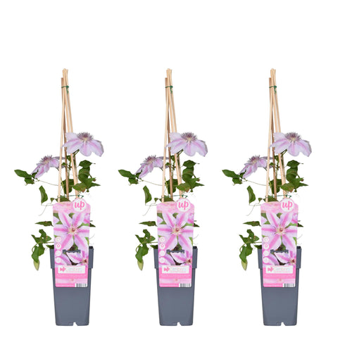 3x - Clematis Nelly Moser - ↨65cm - Ø15