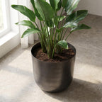 Pot Mayk Lead - D20