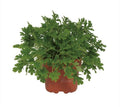 Pelargonium Citrosa 12cm - Ø12cm - ↕18cm