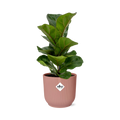 Ficus Lyrata ‘Bambino’ in ELHO Vibes Fold 14cm roze