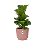 Ficus Lyrata ‘Bambino’ in ELHO Vibes Fold 14cm roze