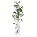 Rosa Crazy in love 'Vanilla' - Creme Roos - Ø15cm - ↕65cm