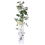 Rosa Crazy in love 'Vanilla' - Creme Roos - Ø15cm - ↕65cm