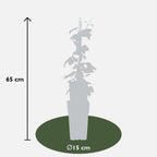 4x - Humulus lupulus 'Nordbrau' - ↨65cm - Ø15