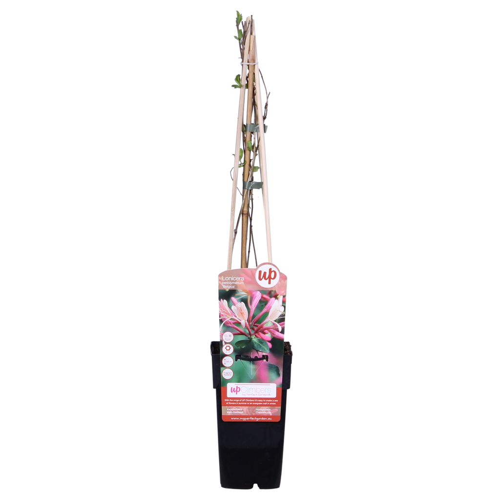 4x - Lonicera periclymenum 'Belgica' - ↨65cm - Ø15