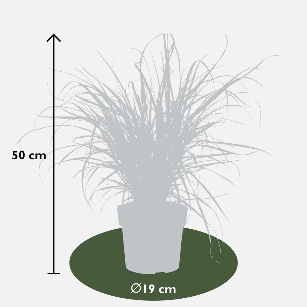 Pennisetum x advena 'Summer Samba' - Ø19cm - ↕50cm