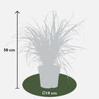 Pennisetum x advena 'Summer Samba' - Ø19cm - ↕50cm