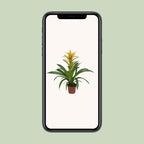 Guzmania Desire - Ø12 ↕45