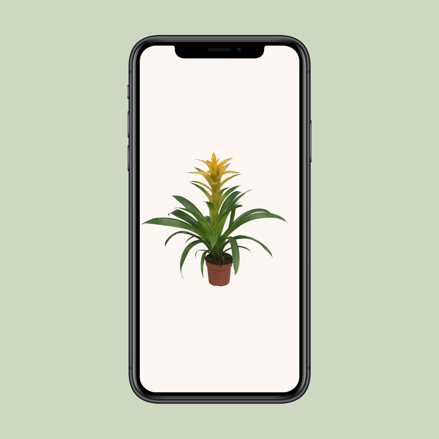 Guzmania Desire - Ø12 ↕45