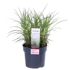 Miscanthus sinensis Ferner Osten - Ø19cm - ↕50cm - Ø19 - ↨50cm