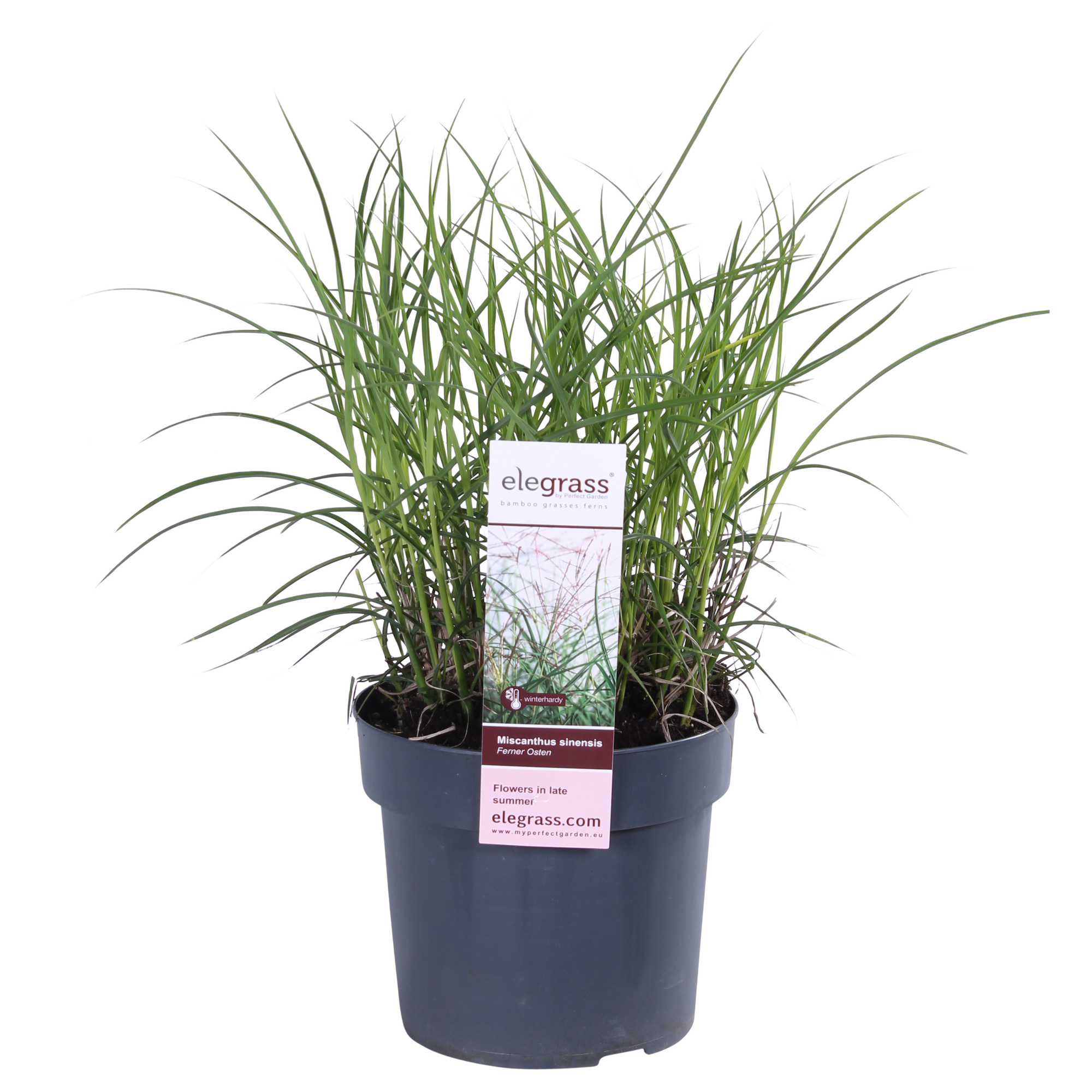 Miscanthus sinensis Ferner Osten - Ø19cm - ↕50cm - Ø19 - ↨50cm