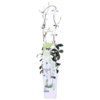 2x - Trachelospermum 'Star of Venice' - ↨65cm - Ø15