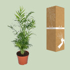 Chamaedorea Elegans - Mexicaanse Bergpalm - Ø17cm - ↕55cm