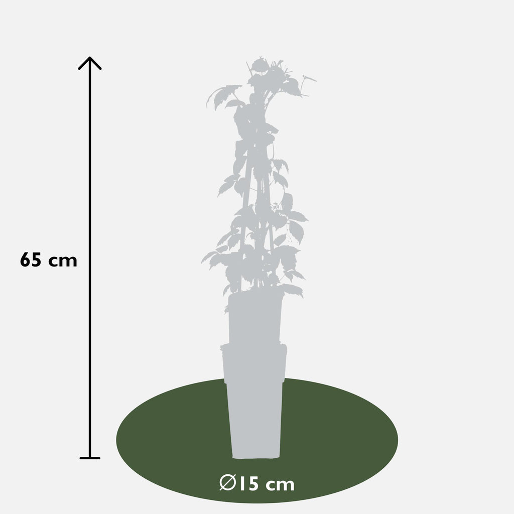Parthenocissus tricuspidata 'Veitch Boskoop' - Ø15cm - ↕65cm