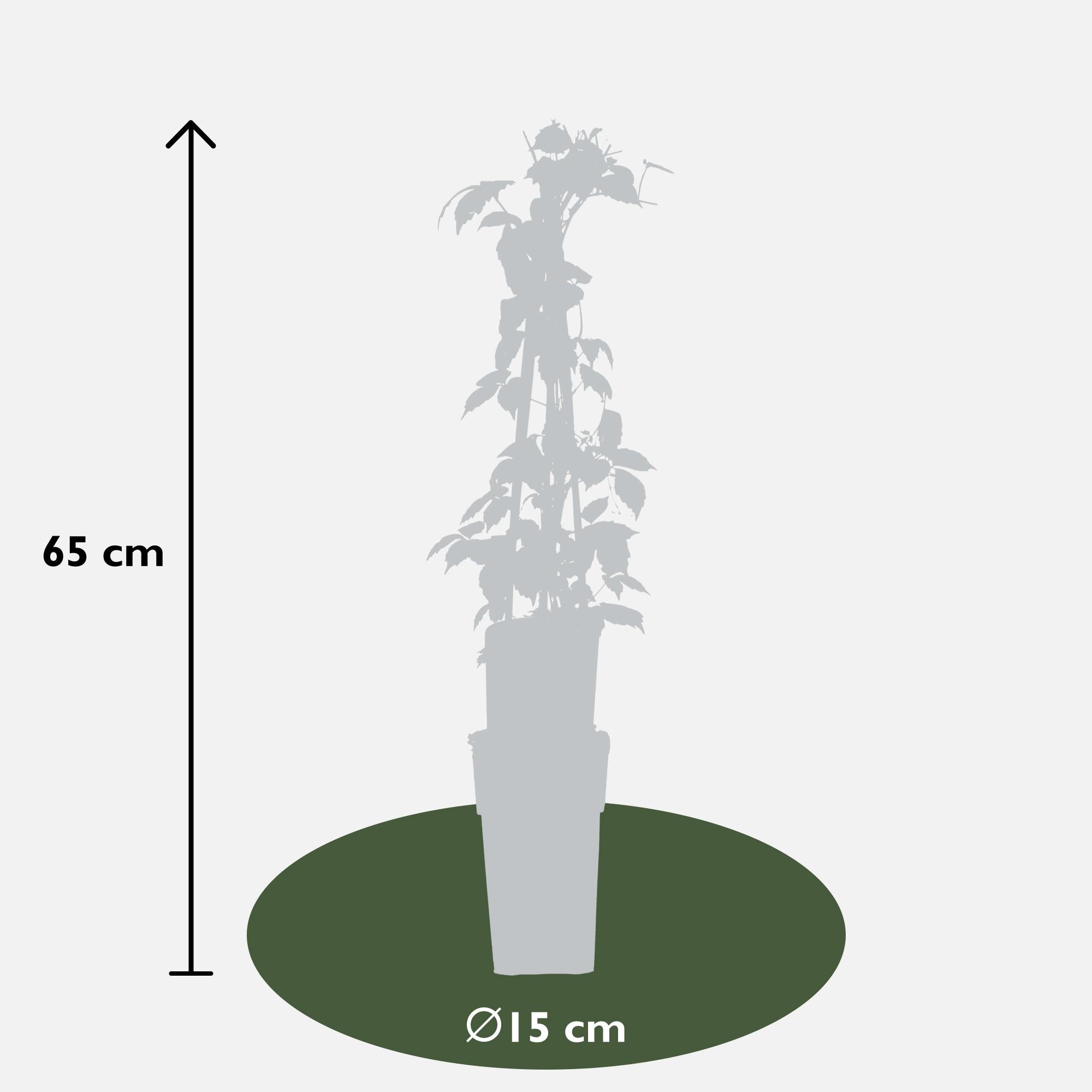 Parthenocissus tricuspidata 'Veitch Boskoop' - Ø15cm - ↕65cm