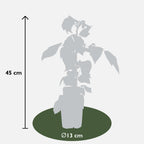 3x Rubus id. Twotimer 'Sugana Red' - ↨45cm - Ø13