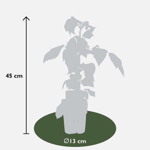 3x Rubus id. Twotimer 'Sugana Red' - ↨45cm - Ø13