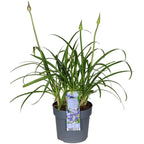 Agapanthus 'Ever Sapphire' - Ø19cm - ↕75cm