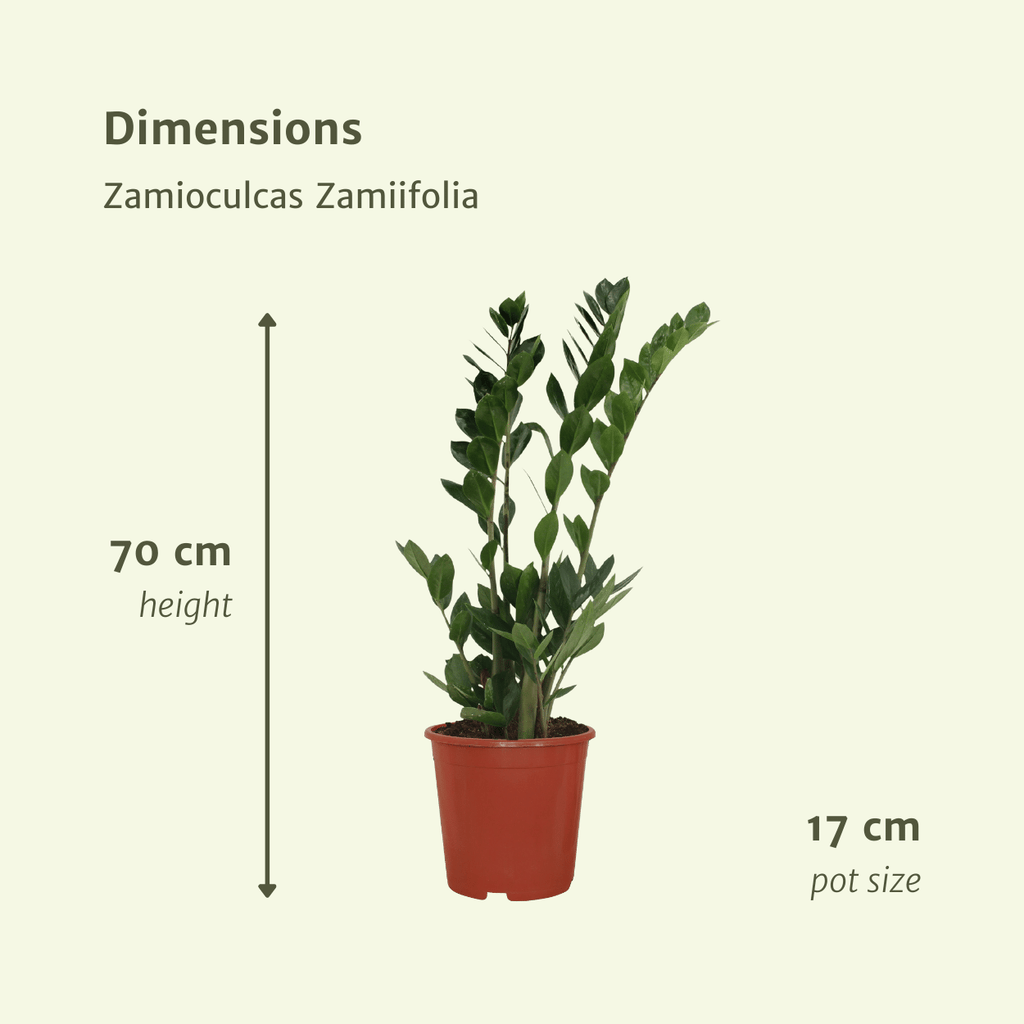 2x Zamioculcas Zamiifolia - Emerald palm - 70cm - ø17