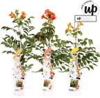 3x Campsis Summer Deal - Campsis Summer Jazz Fire Trumpet - Campsis Summer Jazz Gold Trumpet - Campsis Indian Summer - ↨65cm - Ø15cm