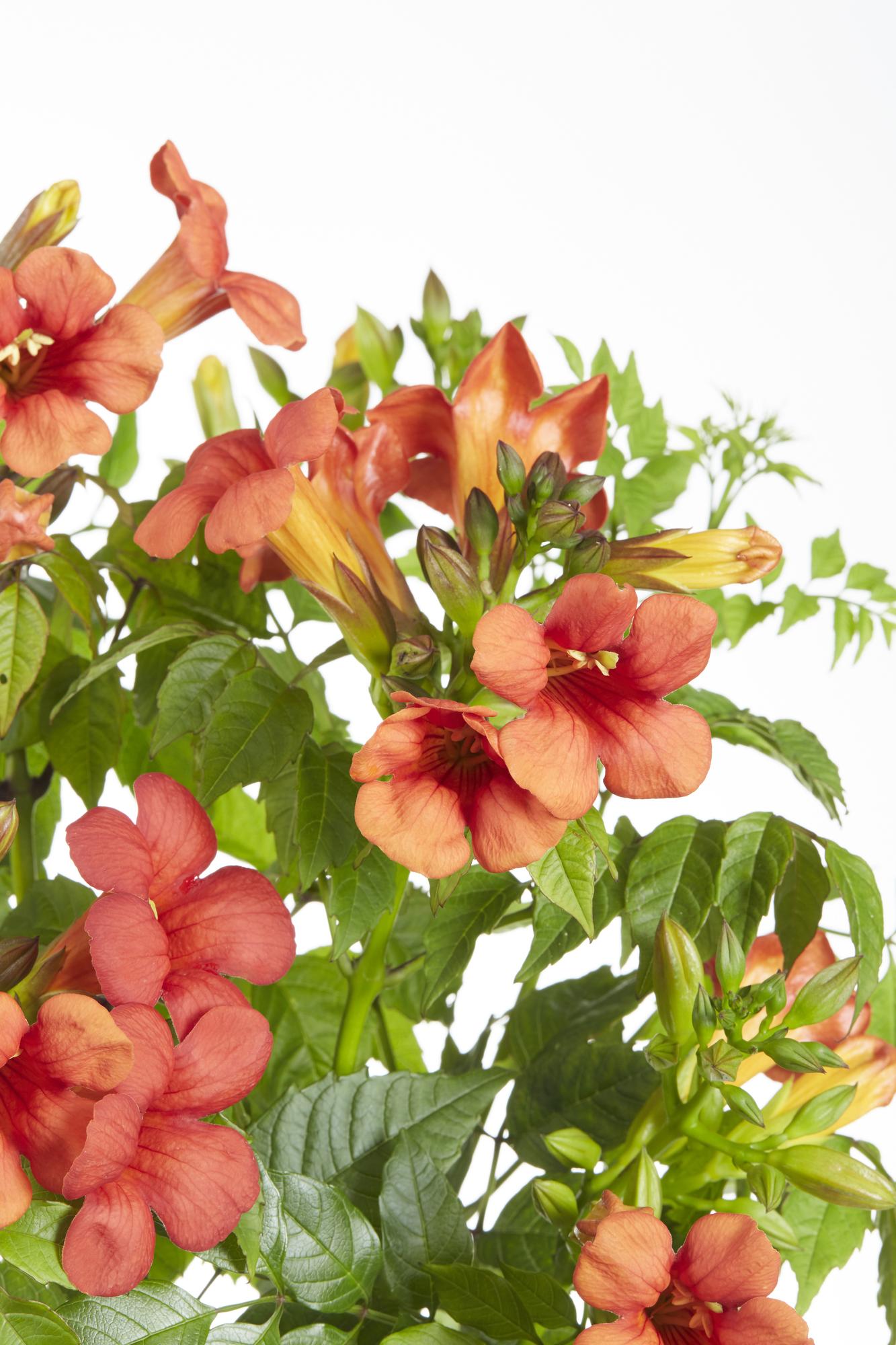 Campsis Summer Jazz Fire Trumpet - Ø19cm - ↕70cm - Ø15 - ↨65cm