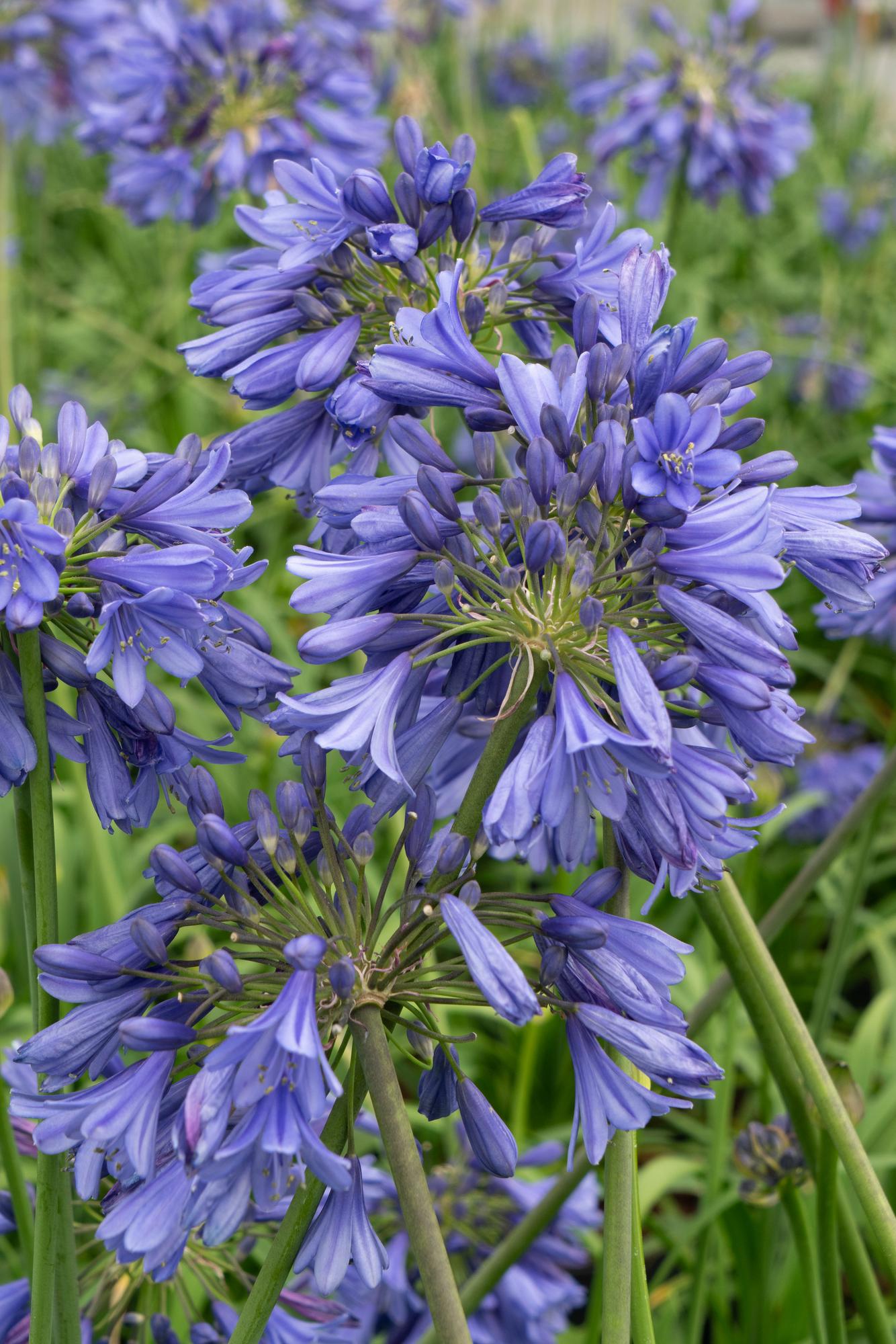Agapanthus 'Ever Sapphire' - Ø19cm - ↕75cm