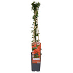 4x - Pyracantha coccinea 'Red Column' - ↨65cm - Ø15
