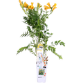 Campsis Summer Jazz 'Gold Trumpet' - Ø15cm - ↕65cm