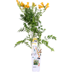 Campsis Summer Jazz 'Gold Trumpet' - Ø15cm - ↕65cm