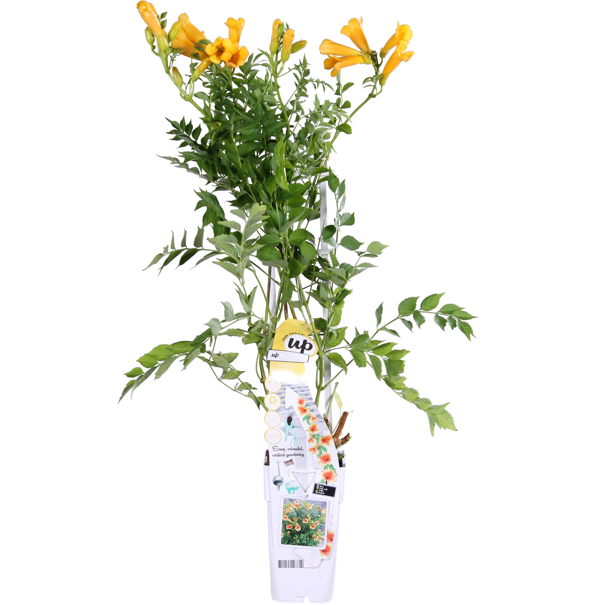 Campsis Summer Jazz 'Gold Trumpet' - Ø15cm - ↕65cm