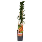 Pyracantha 'Soleil dOr' - Ø15cm - ↕65cm
