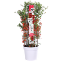 Pyracantha coccinea Red Star - Ø23cm - ↕75cm - Ø23 - ↨75cm