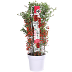 Pyracantha coccinea Red Star - Ø23cm - ↕75cm - Ø23 - ↨75cm