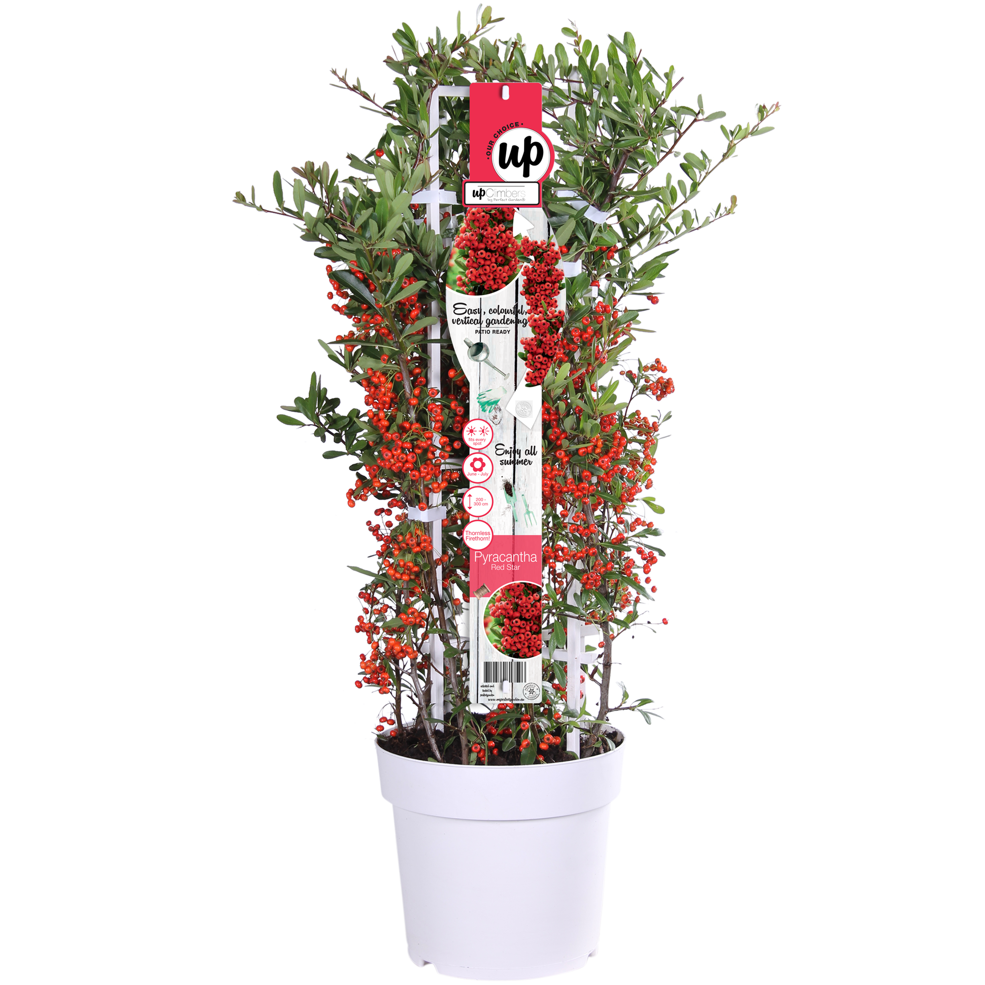 Pyracantha coccinea Red Star - Ø23cm - ↕75cm - Ø23 - ↨75cm