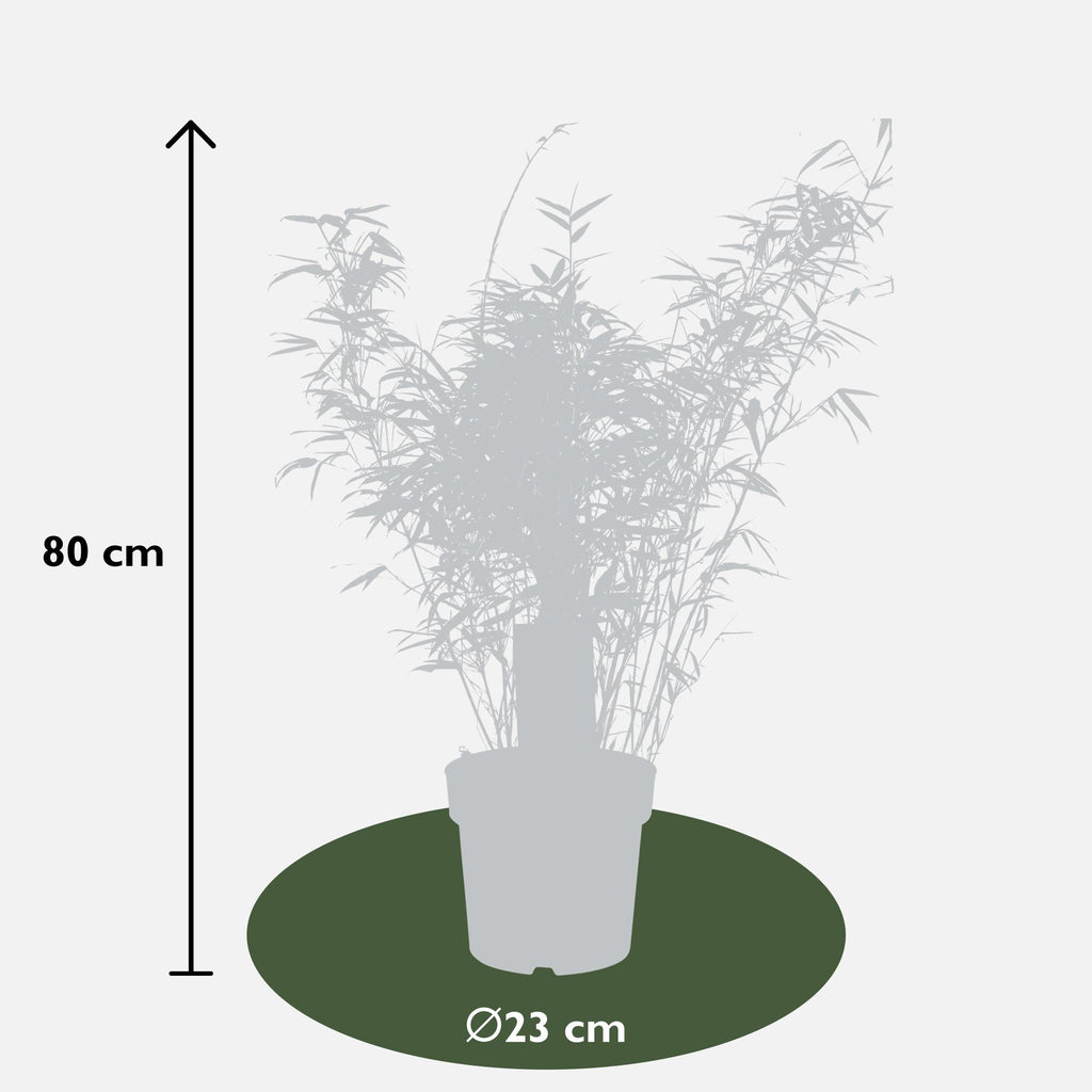 Fargesia rufa - Niet woekerende bamboe - Ø23 - ↨80cm