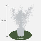 Fargesia rufa - Niet woekerende bamboe - Ø23 - ↨80cm