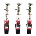 3x - Lonicera japonica 'Red World' - ↨65cm - Ø15