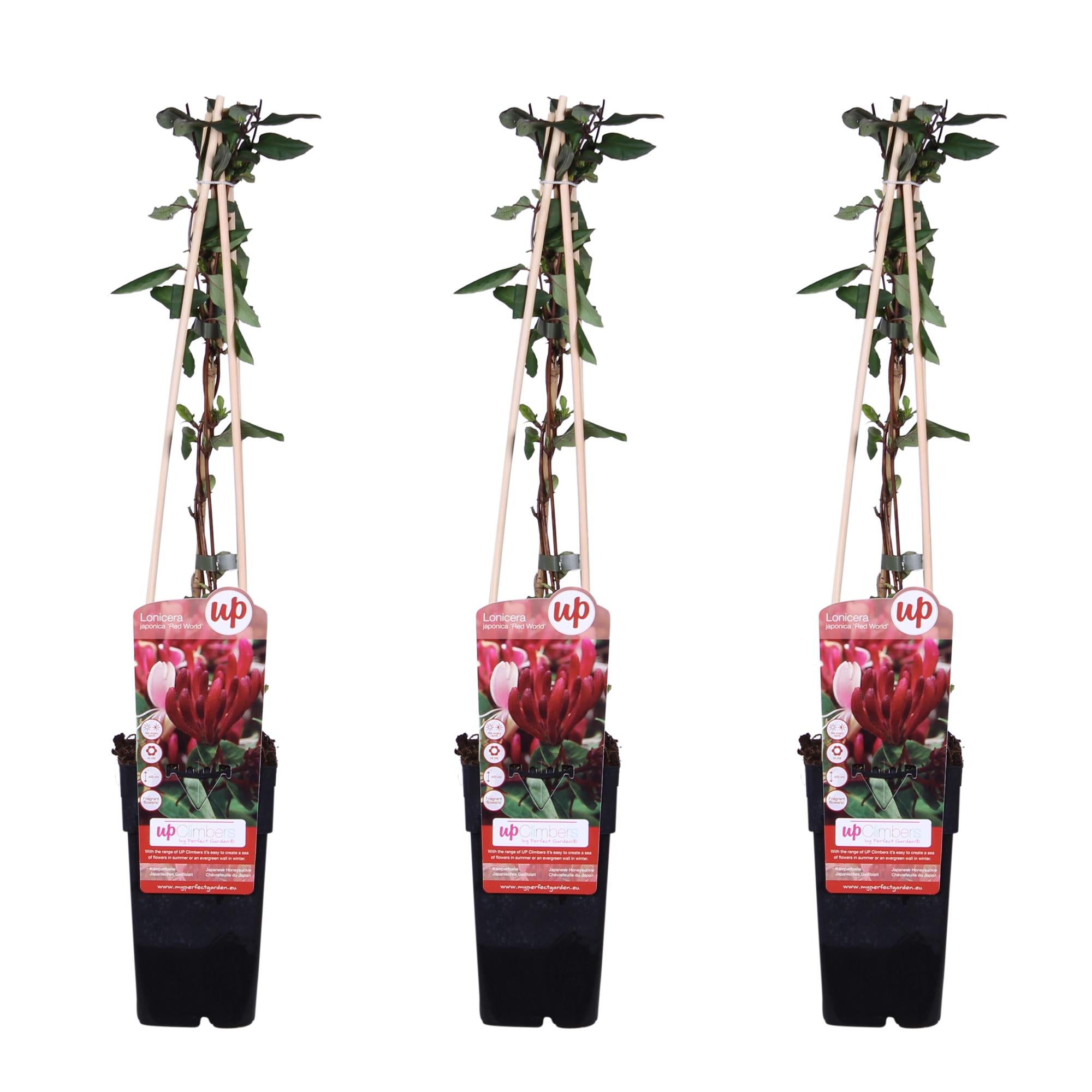 3x - Lonicera japonica 'Red World' - ↨65cm - Ø15
