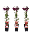 3x - Clematis Niobe - ↨65cm - Ø15