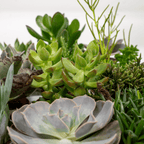 Succulenten Mix - 10 cm - Ø8,5 - 9