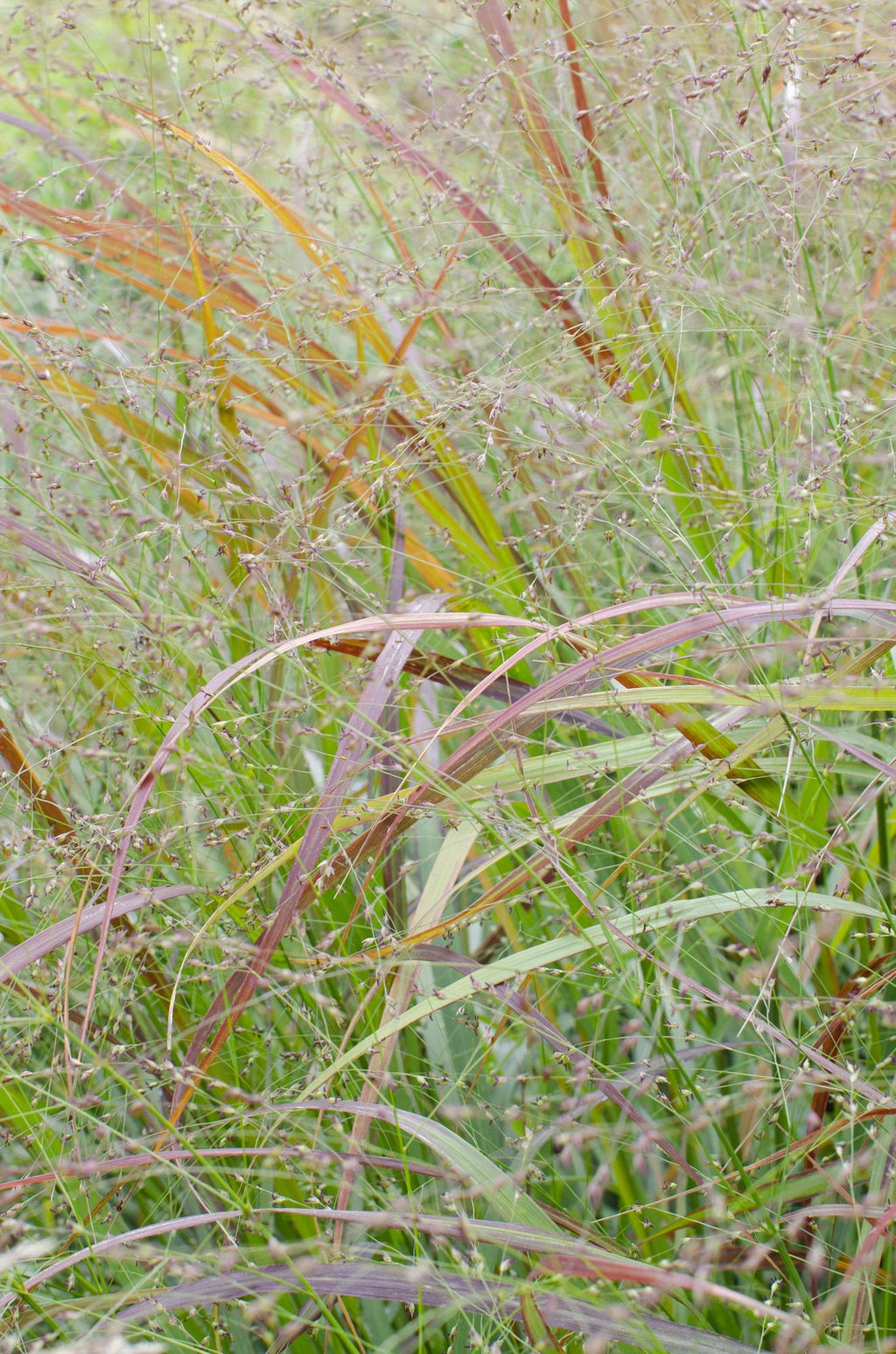 Panicum virgatum Cheyenne Sky - Ø23cm - ↕60cm - Ø23 - ↨60cm