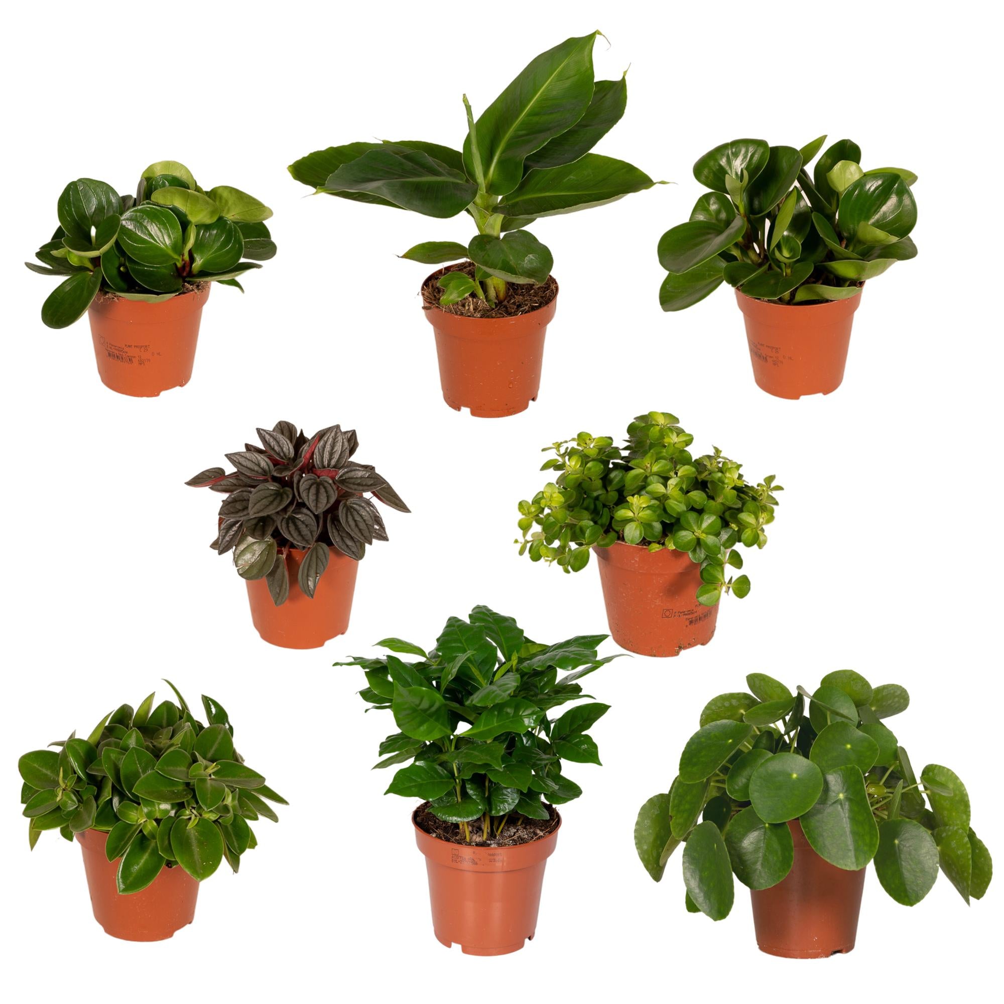 Verrassingsbox - Ø12cm - ↕25cm - x8